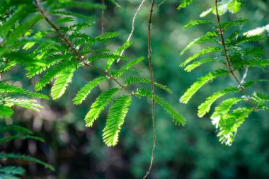 Metasequoia glyptostroboides ağacının yemyeşil bir dalına yakın plan yağmur ormanlarındaki güzelliği ve doğadaki büyümeyi gözler önüne serer..