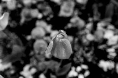 Siyah ve beyaz bir çiçeğin yakın çekimi, doğadaki güzelliği sergiliyor büyüme ve tek renkli fotoğrafçılık