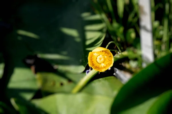 Una Vibrante Flor Loto Amarillo Florece Entre Exuberantes Hojas Verdes —  Fotos de Stock