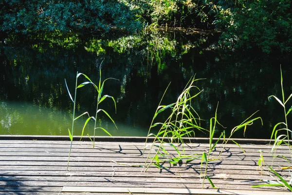 Lago Tranquilo Rodeado Por Exuberantes Árvores Verdes Plantas Crescimento Cais — Fotografia de Stock