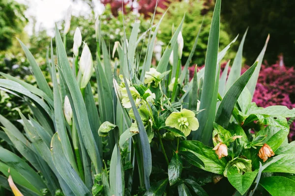 Egy Virágzó Virág Élénk Közelsége Körülvéve Buja Zöld Levelekkel Tele — Stock Fotó