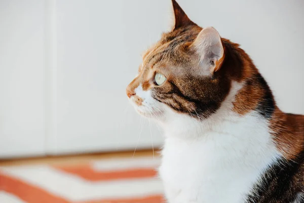 Симпатична Домашня Кішка Сидить Приміщенні Думаючи Про Щось Вусами Переплетені — стокове фото