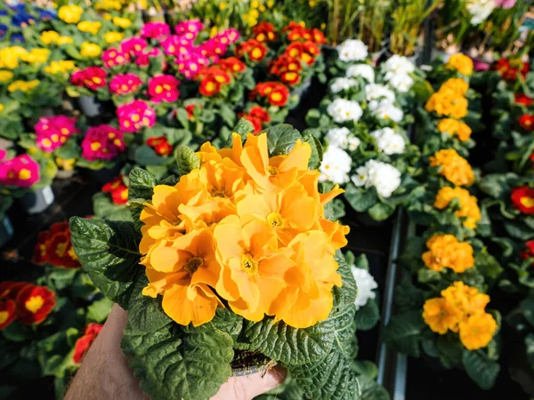 Uma Única Mão Delicadamente Segura Uma Vibrante Cabeça Flor Primula — Fotografia de Stock