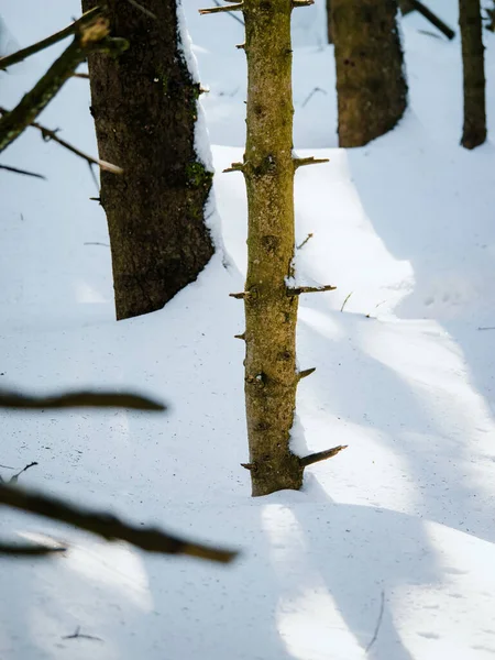 一个荒芜的冬景 一棵枝头长满积雪的单株树 在寒冷的天气里孤零零地站着 — 图库照片