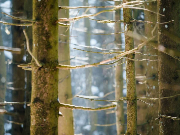 Lugn Vinterscen Snötäckt Skog Sedd Genom Grenarna Ett Vintergrönt Träd — Stockfoto