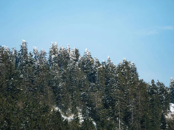一棵雄伟的松树在冬日的天空中高耸入云 它的美丽和力量因低矮的视角而更加突出 — 图库照片