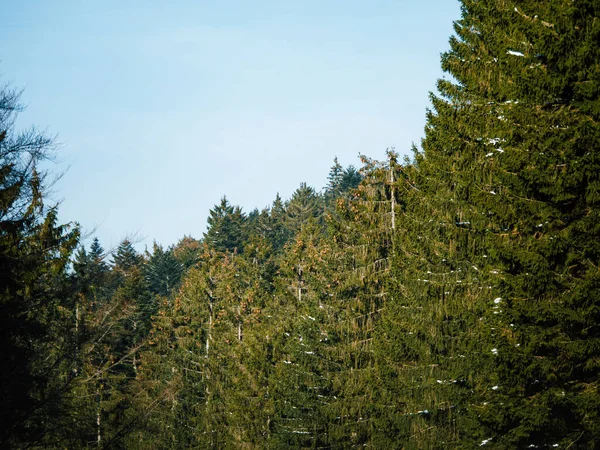 Спокійна Зимова Сцена Чорного Лісу Німеччині Вкрита Зеленими Хвойними Деревами — стокове фото