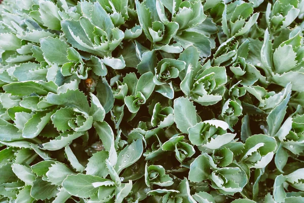 Tętniące Życiem Zielone Morze Roślin Telephium Hylotelephium Pięknymi Białymi Kwiatami — Zdjęcie stockowe