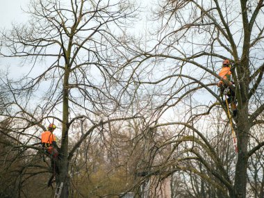 Baharda kırsal bir bahçe, koruma ekipmanları içinde iki adam yüksek dalları buduyor, merdivenler...