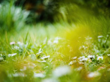 Narin bir Bellis Annua Papatyası 'nın yakın çekimi. Kırılganlığı ve tazeliği evim dediği güneşli yeşil alana karşı duruyor..