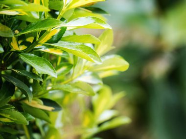 Çelastraceae familyasının bir parçası olan ve narin yeşil yay gelişimini gösteren küçük bir çevreci ağacın yakın çekimi. Yiyecek, içecek ya da bahçe işleri için mükemmel..