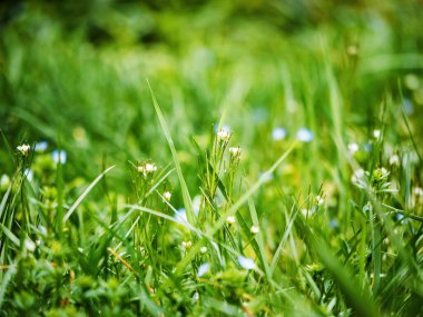 yemyeşil çimlerin yemyeşil büyüdüğü ve ön planda güzel çiçeklerin olduğu canlı, taze bir çayır alanının makro yakın çekimi.