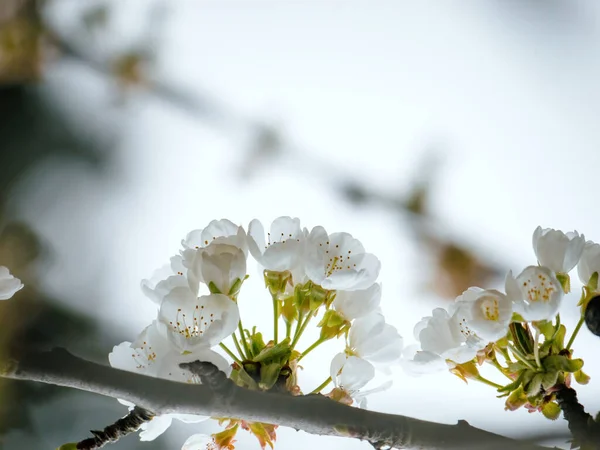 Крупным Планом Вид Ветви Цветущей Сакуры Полном Расцвете Отражает Красоту — стоковое фото