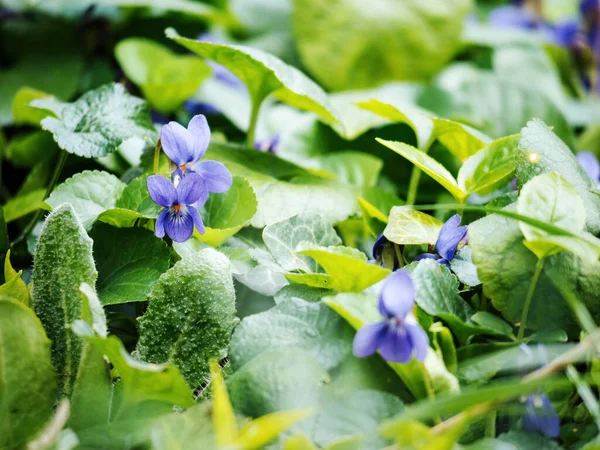 Close Fresh Violet Viola Flower Blooming Garden Its Green Leaves — Stock Photo, Image