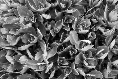 Bir hylotelephium telephium bitkisinin donuk monokrom fotoğrafı. Siyah ve beyaz arka planlarla çevrili..