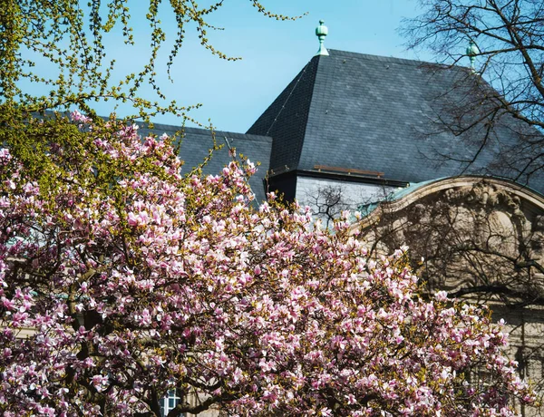 Piękno Natury Pełnym Rozkwicie Jest Uchwycone Dachu Strasburgu Francji Magnolia — Zdjęcie stockowe
