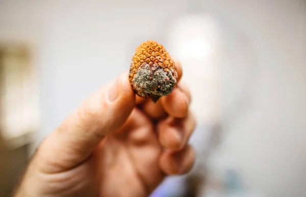 Tiro Macro Close Dedo Segurando Uma Fruta Lichia Mostrando Molde — Fotografia de Stock