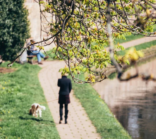 Evcil Köpeğini Bir Ağacın Arka Planında Gezdiren Bir Kadının Silüeti — Stok fotoğraf