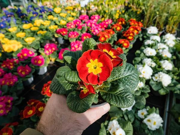 정원에서 쇼핑하는 남자의 색상의 꽃들의 활기찬 자연계의 부인할 수없는 아름다움을 — 스톡 사진