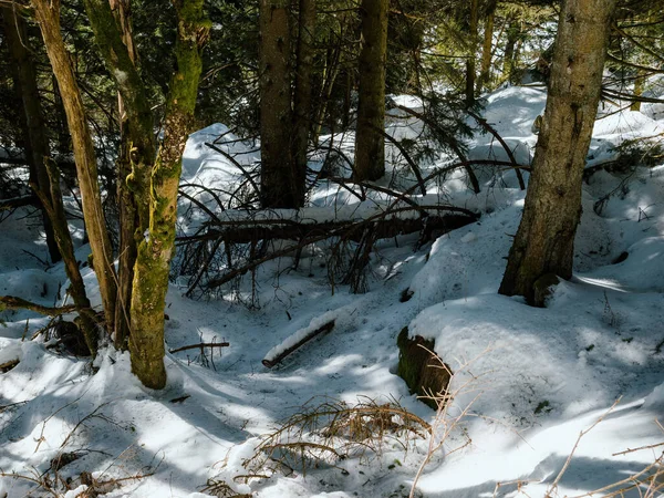 四周是一片宁静的冬季林地 积雪覆盖着一片漆黑的森林和高耸的树木 Natures Beauty Revealed Cold Untouch Landscape — 图库照片