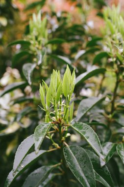 Islak bir Portekiz defne yaprağının yakın çekimi, sabah güneşinde parlayan ve yeni bir büyümeye işaret eden.