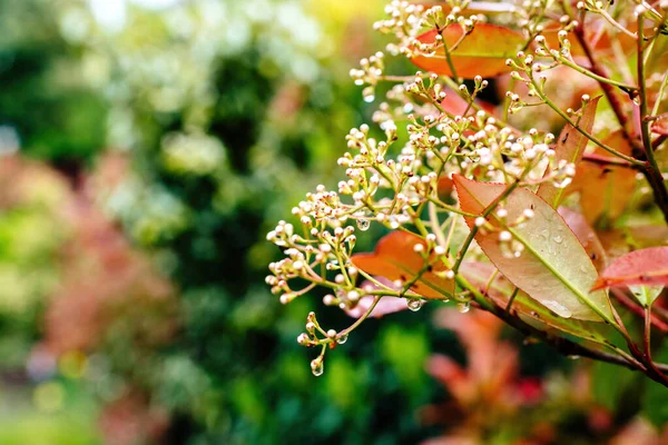 Close Arbusto Fotinia Outono Sua Fragilidade Crescimento Fresco Evidente Flor — Fotografia de Stock