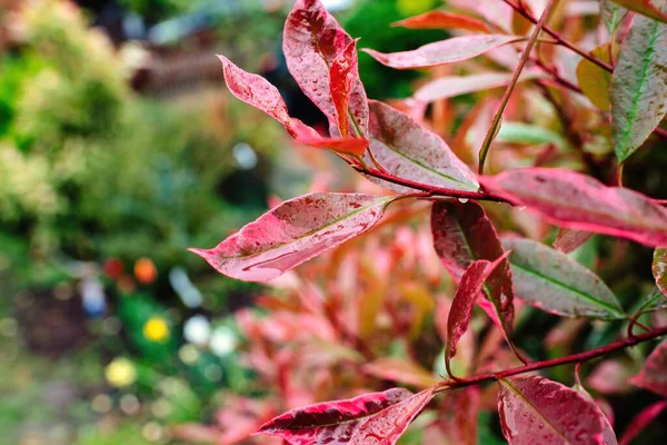 가까이 관목의 매크로 사진은 안개에 잎으로 가을의 자연의아름다움 성장을 보여준다 — 스톡 사진
