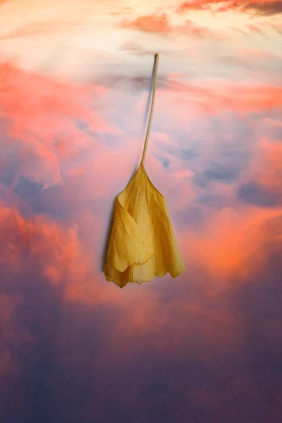 夕暮れ時の雲に覆われた上に孤立したイチョウの葉の詳細 その自然な黄色と黒のトーンは ホメオパシー療法のための健康と薬を象徴しています — ストック写真