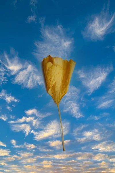 Modern Japon Ginkgo Biloba Yaprağı Kabarık Bulutlu Yalıtılmış Bulut Doğal — Stok fotoğraf