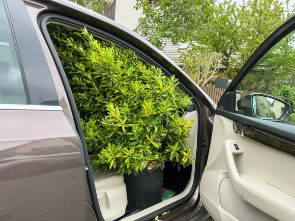 Зеленое Растение Выливается Открытой Двери Машины Припаркованной Обочине Дороги — стоковое фото