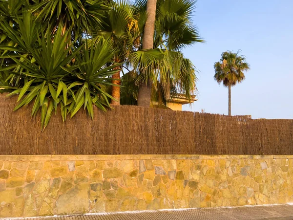 Mallorcas Architecture Vibrant Climate Palm Trees Stone Fence Street View — Stock Photo, Image