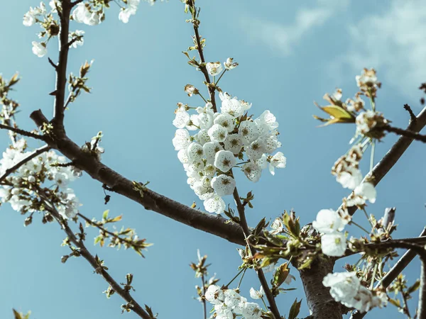 Las Ramas Florecientes Sakura Enmarcan Cielo Azul Claro Día Primavera —  Fotos de Stock