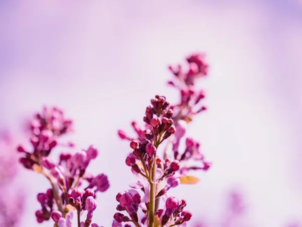 Beleza Natureza Close Uma Flor Lilás Tons Rosa Roxo Vibrantes — Fotografia de Stock