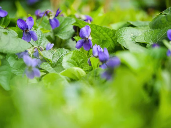 Neposkvrněná Purpurová Květina Obklopená Bujným Zeleným Listím Předvádějící Svou Jedinečnou — Stock fotografie