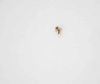 Ölü bir kaplan sivrisineğinin detaylı bir yakın çekimi. Karmaşık şablonlarını vurguluyor. Vahşi yaşam temaları için mükemmel.