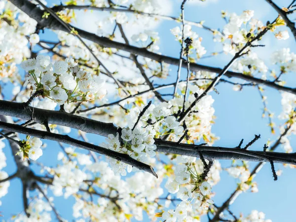 Jemné Třešňové Květy Zachytit Japans Jarní Krásy — Stock fotografie