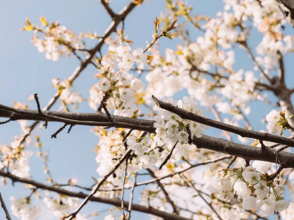 Flores Cerezo Plena Floración Símbolo Primavera Japón Enfócate Delicada Belleza —  Fotos de Stock