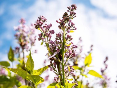 Dal üzerinde yeşil yapraklarla çevrili narin leylak çiçekleri. Huzurlu mavi gökyüzü huzurlu bir zemin oluşturur. İlkbahar projeleri için mükemmel.