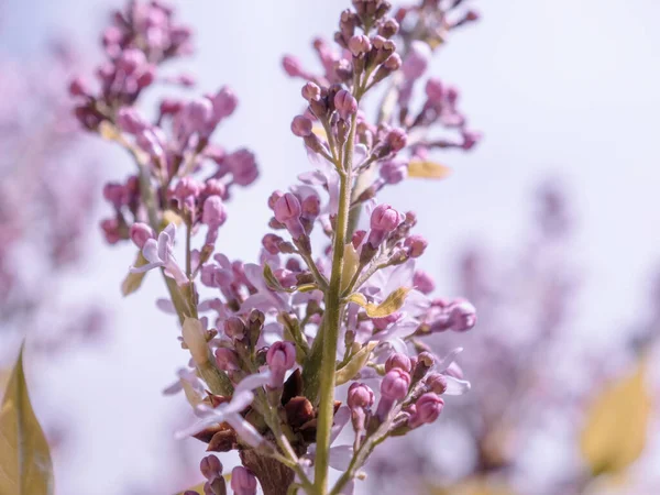 Beauty Natures Bloom Lilac Flowers Blossom Branch Showcasing Fragility Freshness — Stock Photo, Image