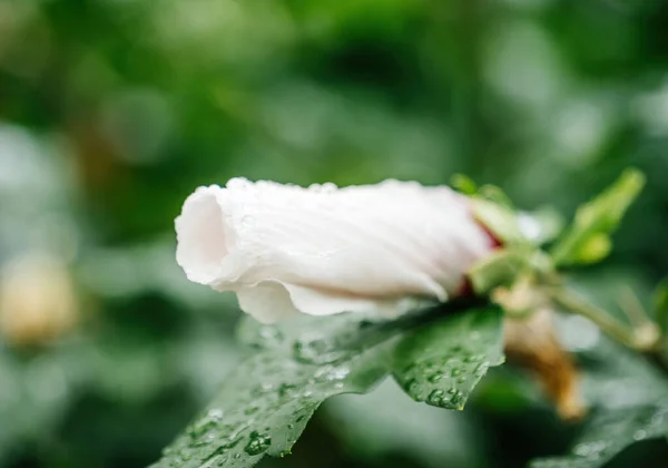 Natures Delicate Beauty Unfolds Close White Hibiscus Bud Surrounded Fresh — Stock Photo, Image