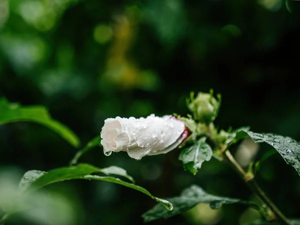 Ένα Ζωντανό Μπουμπούκι Ιβίσκου Που Αναδεικνύει Την Ομορφιά Της Φύσης — Φωτογραφία Αρχείου