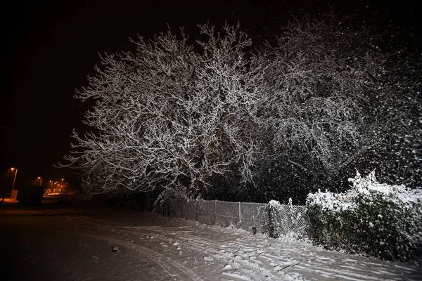 Сильну Бурю Розсіяне Світло Світить Крізь Темряву Освітлюючи Снігове Дерево — стокове фото