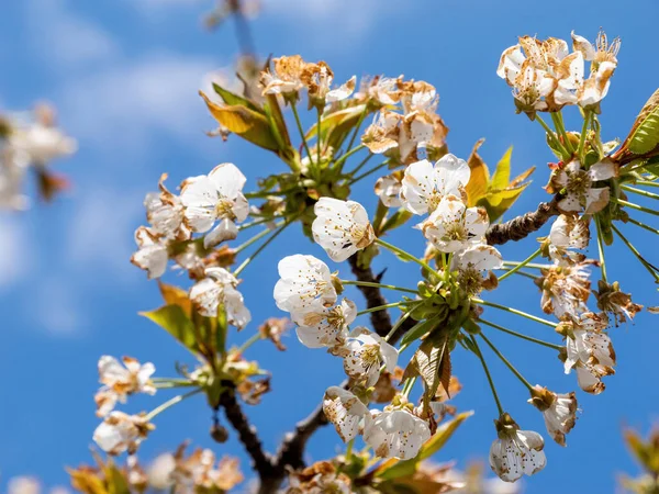 Magnificence Blooming Sakura Tree Unveiled Detailed Macro Shot Taken Low — Stock Photo, Image