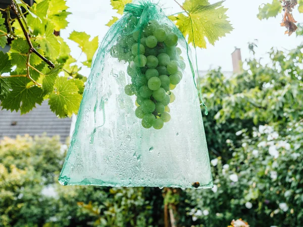 Detailed Close Grape Fruits Rain Covered Protected Wasps Green Shields — Stock Photo, Image