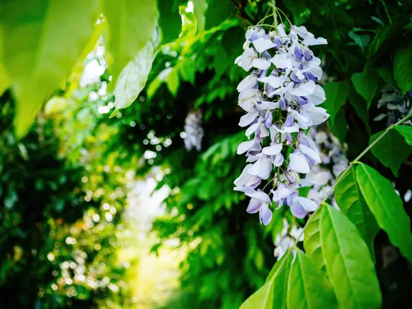 Небольшое Фиолетовое Растение Вистерии Изящно Висит Входа Сад Дополненное Яркими — стоковое фото