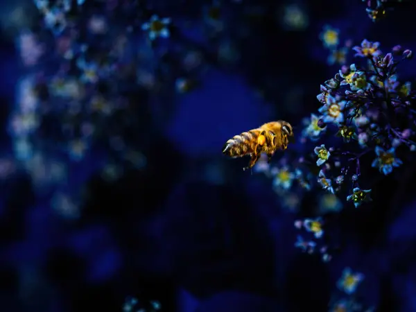 Gul Söker Aktivt Efter Pollen Bland Blå Växter Och Lyfter — Stockfoto