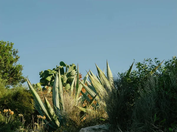 Cacti Agave Plants Flourish Pristine Blue Sky Mallorca Highlighting Islands — Stock Photo, Image