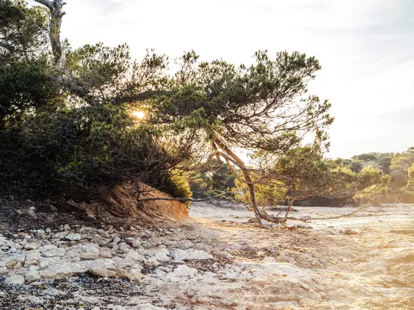 松の木は劇的にその丸い枝をマヨルカのストーニービーチに分け 息をのむような夕暮れの間に映画のフレームで撮影しました — ストック写真