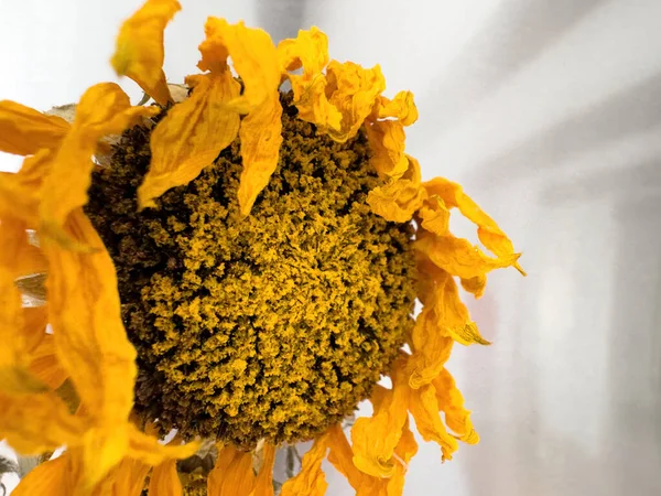 Macro Shot Capturing Intricate Details Dried Dead Sunflower Set Subtly — Stock Photo, Image