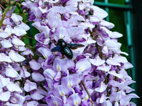 Violet Carpenter Bee Notable Its Glossy Black Body Makes Its — Stock Photo, Image
